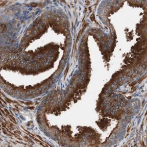 Anti-LITAF antibody produced in rabbit 