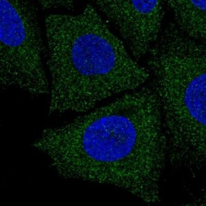 Anti-LIX1L antibody produced in rabbit 