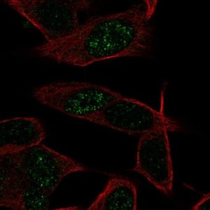 Anti-LKAAEAR1 antibody produced in rabbit 