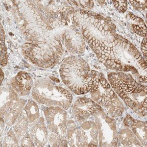 Anti-LLGL2 antibody produced in rabbit 