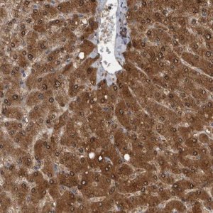 Anti-LMAN2L antibody produced in rabbit HPA026600-100UL