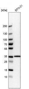 Anti-LMAN2L antibody produced in rabbit HPA026600-100UL