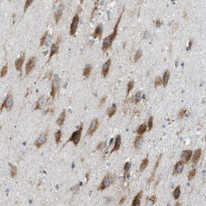 Anti-LMBRD1 antibody produced in rabbit 