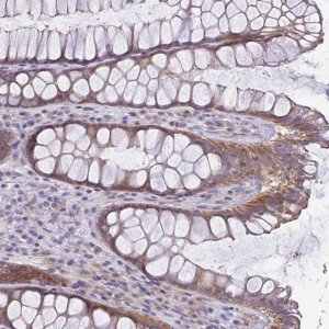 Anti-LMF2 antibody produced in rabbit 