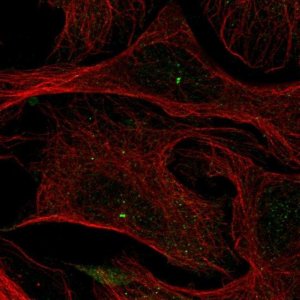 Anti-LMF2 antibody produced in rabbit 