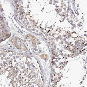 Anti-LMLN antibody produced in rabbit HPA028844-100UL