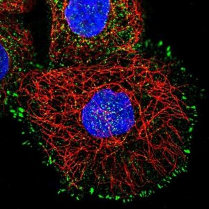 Anti-LMLN antibody produced in rabbit HPA028844-100UL