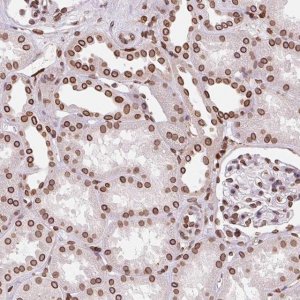 Anti-LMNB2 antibody produced in rabbit 
