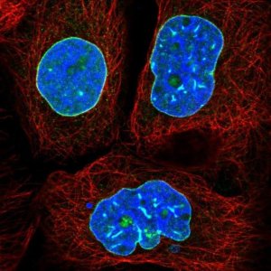 Anti-LMNB2 antibody produced in rabbit 