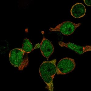 Anti-LMO2 antibody produced in rabbit 