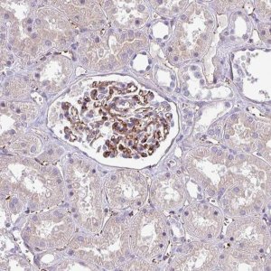 Anti-LMO7DN antibody produced in rabbit 