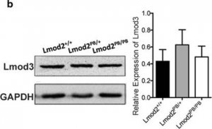 Anti-LMOD3 antibody produced in rabbit 