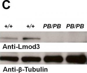 Anti-LMOD3 antibody produced in rabbit 
