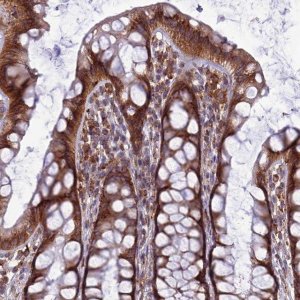 Anti-LNPEP antibody produced in rabbit 