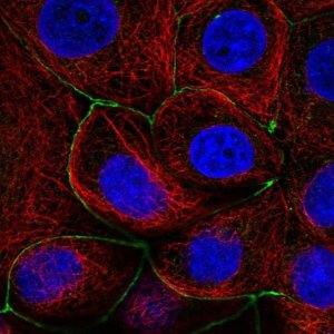 Anti-LNX1 antibody produced in rabbit 