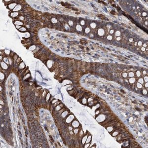 Anti-LNX2 antibody produced in rabbit 