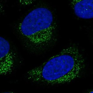 Anti-LNX2 antibody produced in rabbit 