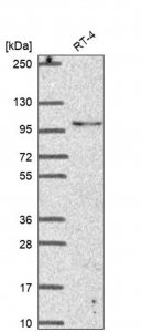 Anti-LONRF3 antibody produced in rabbit HPA061162-100UL