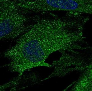 Anti-LOX antibody produced in rabbit 