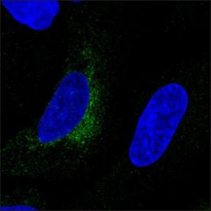 Anti-LOXL1 antibody produced in rabbit 