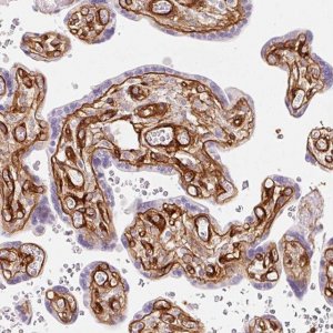 Anti-LOXL4 antibody produced in rabbit 