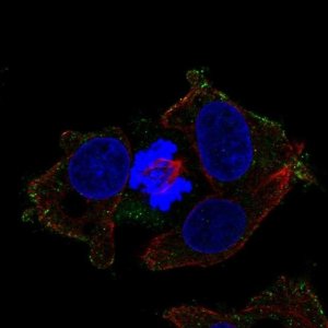 Anti-LPAR6 antibody produced in rabbit 