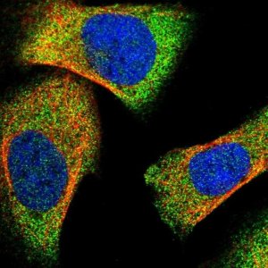 Anti-LPIN2 antibody produced in rabbit 