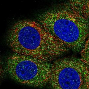 Anti-LPIN3 antibody produced in rabbit 