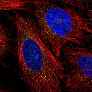 Anti-LPL antibody produced in rabbit 