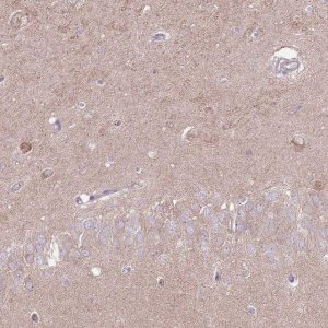Anti-LRFN3 antibody produced in rabbit 