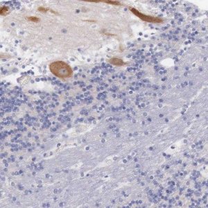 Anti-LRFN5 antibody produced in rabbit 