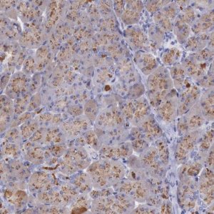 Anti-LRFN5 antibody produced in rabbit 