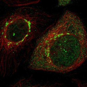 Anti-LRIG2 antibody produced in rabbit 