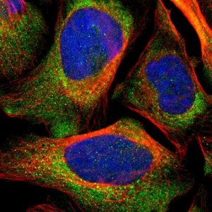 Anti-LRIG3 antibody produced in rabbit 