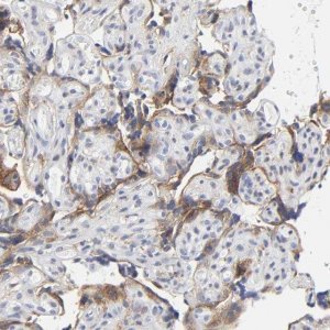 Anti-LRP1 antibody produced in rabbit 