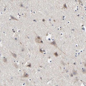 Anti-LRP1 antibody produced in rabbit 