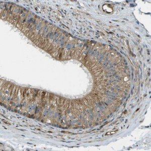 Anti-LRP12 antibody produced in rabbit 