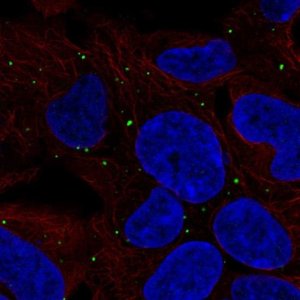 Anti-LRP1B antibody produced in rabbit 