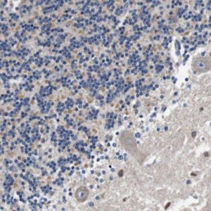 Anti-LRP4 antibody produced in rabbit 