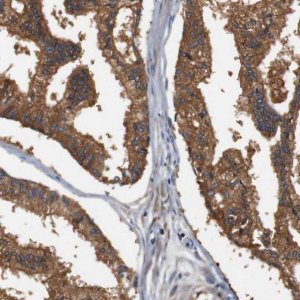 Anti-LRP4 antibody produced in rabbit 