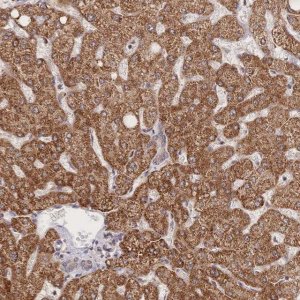 Anti-LRP5 antibody produced in rabbit 