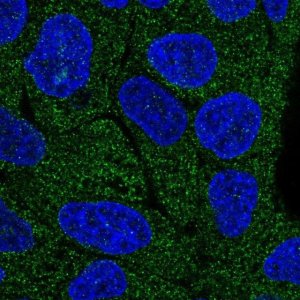 Anti-LRRC1 antibody produced in rabbit 