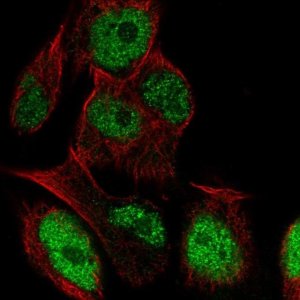 Anti-LRRC28 antibody produced in rabbit 