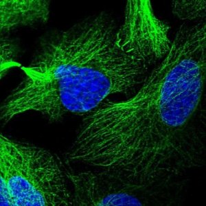 Anti-LRRC34 antibody produced in rabbit 