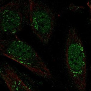 Anti-LRRC42 antibody produced in rabbit 