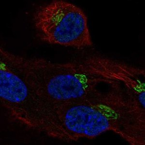Anti-LRRC43 antibody produced in rabbit 