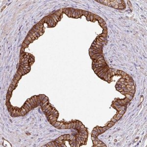 Anti-LRRC53 antibody produced in rabbit 