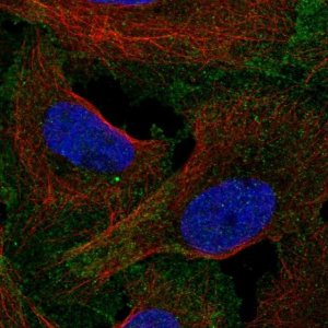 Anti-LRRC69 antibody produced in rabbit 