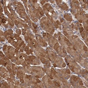 Anti-LRRC75B antibody produced in rabbit 