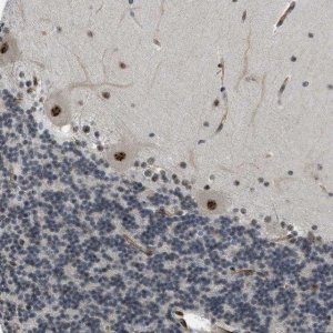 Anti-LRRC8B antibody produced in rabbit 